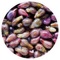 Grape seed extract ingredient in LipoFit