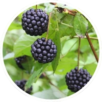 Eleuthero root in LipoFit supplement